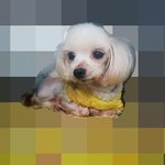 ※  키우기 싫다고 주인이 직접 안락사를 <b>의뢰</b>한 아이입니다.