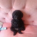 <b>저의</b>강아지좀보시면연락주세요