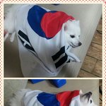 ★☆화이트 <b>포메</b> 달이 이야기☆★