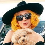 레이디 <b>가가</b>네 강아지 포지ㅋㅋㅋㅋ