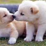 ♥