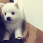 ☆★☆★스피츠 봄이 2탄☆★☆★