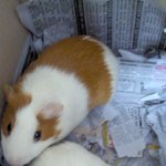 ★기니<b>피그</b> 분양해용★