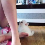 ☆★ 꽃미남 <b>포메</b> 하야의 성장기 ☆★