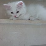 내가 바로 송이다능!!!!!!!!