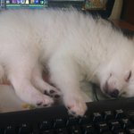 ★★★ <b>말썽</b>견 막뚱이를 소개합니다 ★★★