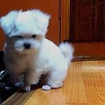그래요. 이 애기가 제 애기입니다. -2-