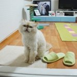 <b>마중</b> 나오는 고양이.