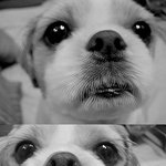 사진/움짤有 ★★시크해도 너무 시크한 또찌★★