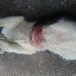 ★★★아픈 길고양이를 도와주세요★★★