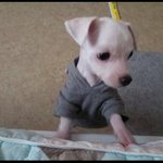 <b>배변</b>훈련이 전혀 안되요 ㅠ 도와주세요