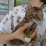 안락사당할 위기에 처해있어요 ㅠ 고양이 <b>집사</b>님들 도와주세요