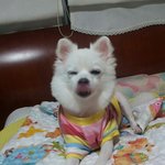 ★☆화이트 <b>포메</b>+스피츠 달이 이야기 2탄☆★