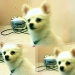 ★화이트포메 <b>라니</b>라웅★