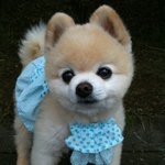 세상에서 가장 기여운 강아지,<b>슌스케</b>!(사진有)