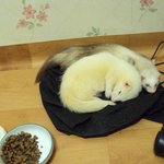 페릿판)) 귀욤돋는 길쭉이들