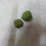 한국<b>키위</b>!!! (사진有)