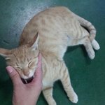(2탄) 부르면 달려나오는 고양이!!