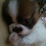 초코아가의 성장기! <둘째 뚱이 사진도있어요~>첫째도!!!