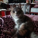 [김괭] 김고양이 열다섯번째(수정+추가)