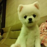 사진 有)))))))))))))화이트<b>포</b><b>메</b> 신부구해요!