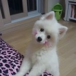 강아지 집에서 볼<b>터치</b> 염색해줬는데 망해써여ㅋㅋㅋㅋㅋㅋ