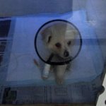 아직도 아픈강아지들데리고다니면서파는사람이있네요