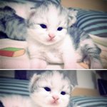 블랙킴짝1호냥이되다!ㅋㅋㅋㅋㅋ 2번째스토리 >_<
