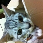 ★★★<b>순천</b> 고양이 주인 찾습니다!!!!!!!!★★★★