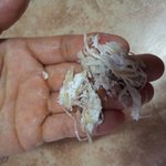 <b>홈플</b>**에서 파는 진미오징어채 절대 먹지마세요!