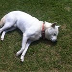 [12탄]사람인지 개인지 헷갈리는 똥꼬발랄우리집멍멍2들을 소개합니당:-)