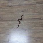 <<<2탄>>>사막여우님에게 <b>감명</b>받은 고삼흔녀의 뱜이야 뱜 장난