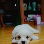 ▶너무 귀여운 우리집 끼요미 개구쟁이들을 소개합니다~♡