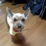 사진有 ) 주차장에서 주워온 우리집 막둥이 *********