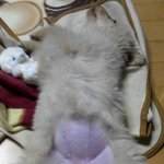 항상 나와 격투기를하는 우리집 골든 리트리버