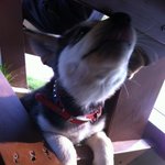 ★브라우니닮은 <b>연탄이</b>의 태풍당부★