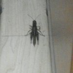 <b>긱사</b>에왜이런게있음?(사진有)