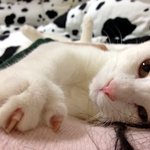 ♡ 저희<b>집</b> 세냥이들을 소개할게영^0^ ♡