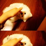 (추가★)내눈엔 세상에서 제일이뿐 포메라니언 우리아가 큐♥ 사진有