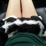 (추가) 우리 찌느님은 카발리에 킹찰스 스패니얼