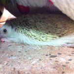 [사진有]  ♥♥♥<b>찜질</b>하는 우리 또치!!!♥♥♥