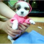 저희집의 막내인 꼬맹이를 소개합니당~*^^*