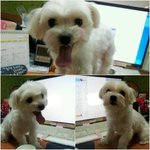 우리집 막둥이 두부♡를 소개합니다!