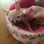 ●12살 할매견이 '오빠'랑 노는법 ●