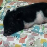 (추가)♥애완돼지♥똔똔이를 소개합니다 ㅋㅋ