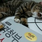 고양이. 주인을 찾아요. 호랑이 닮았어요♥ 중성화<b>수술비</b> 지원해요.