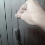 <b>집</b>에 <b>그</b> 쥐새ㄲ1 또 들어오네