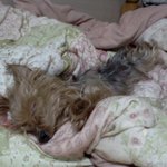 사진有) 주차장에서 주워온 우리집 막둥이자랑 두번째 ^^ㅎㅎ