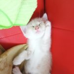 울 귀염<b>둥이</b> 길냥이 찡이를 소개할꼐요!!