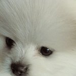 우리집 복덩이 ♥ (스압주의)